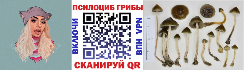 Псилоцибиновые грибы Psilocybe  Купить закладки  Красный Кут 